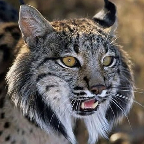 lynxpardinus